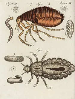 Louse: Human flea and louse
