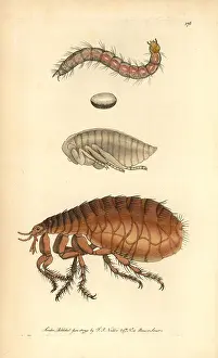 Pulex: Human flea, Pulex irritans
