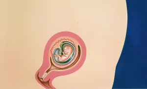Pregnancy: Human foetus