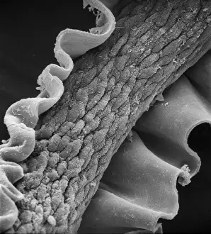 Cuticle: Human hair