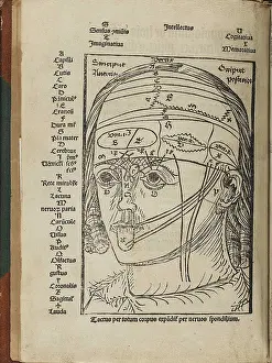 Anatomically: A human head indicating areas of the brain ?