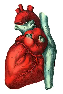 Bodily: Human heart
