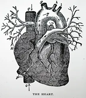 Human heart