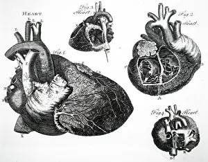 Diagram: Human heart