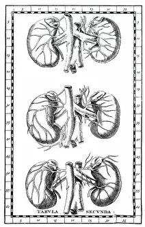 Unpublished: Human kidneys. From Bartolommeo Eustachi Tabulae