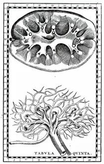 Unpublished: Human kidneys. Sectional view and main vessels