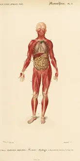 Musculature: Human musculature and internal organs