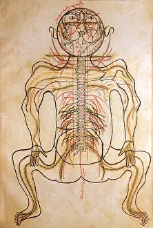 Yusuf: Human Nervous System, 15th Century