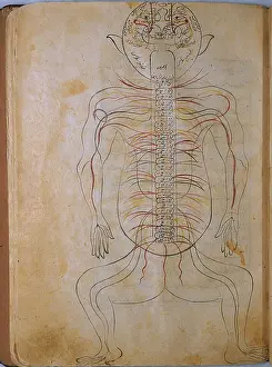 Authored: The human nervous system, from MANSUR'S ?