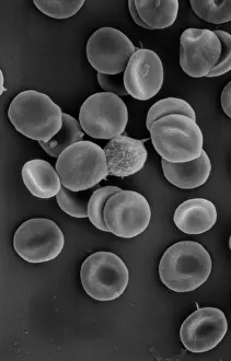 Circulation: Human red blood corpuscles