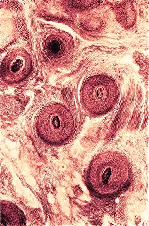 Scalp: Human Scalp, Early Photomicrograph