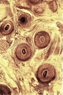 Scalp: Human Scalp, Early Photomicrograph