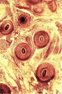 Scalp: Human Scalp, Early Photomicrograph