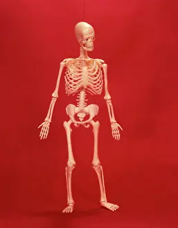 Garish: HUMAN SKELETON