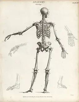 Anatomy: Human skeleton from the back