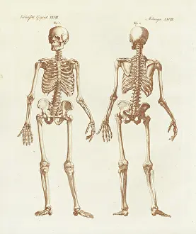 Bertuchs: Human skeleton from front and back