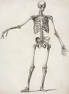 Pelvis: A human skeleton