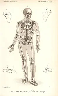 Dorbigny: Human skeleton