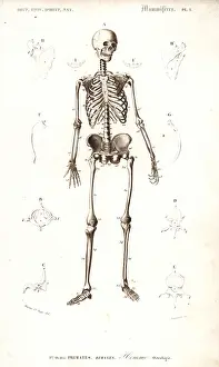 Dorbigny: Human skeleton
