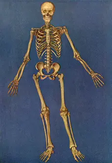 Treusch: Human Skeleton - Front