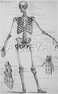 Anatomy: THE HUMAN SKELETON
