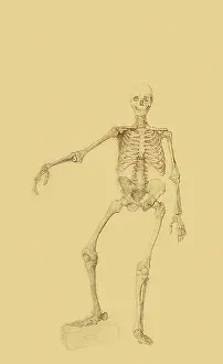 Anterior: Human Skeleton, Anterior View... by Stubbs