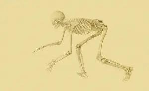 Anterior: Human Skeleton, Anterior View... by Stubbs