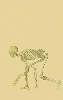 Crawl: Human Skeleton, Lateral View... by Stubbs