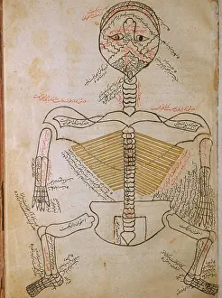 Mansurs: The human skeleton, from MANSUR'S ANATOMY, ?