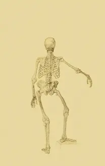 Posterior: Human Skeleton, Posterior View... by Stubbs