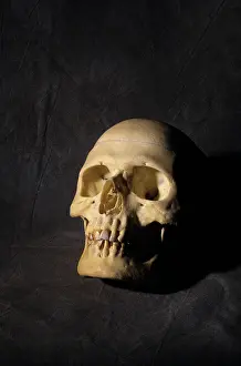 Sockets: Human skull