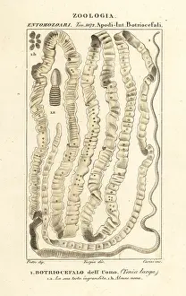 Grunt: Human tapeworm, Taenia asiatica