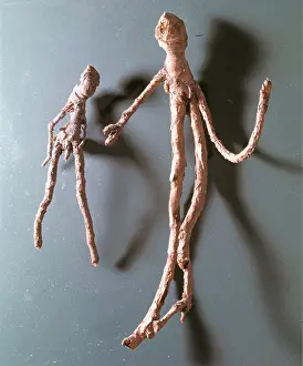 Sorcery: Humanlike roots was attributed to witchcraft