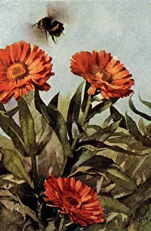 Bumble: Humble Bee and Marigolds