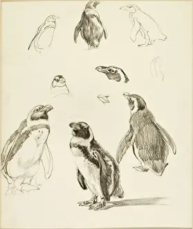 Peruvian: Humboldt Penguins - A series of studies