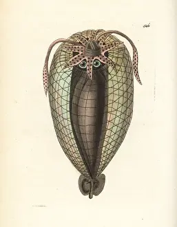 Gigas: Humboldt squid, Dosidicus gigas
