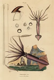 Gigas: Humboldt squid and European flying squid