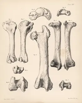 Dinkel: Humerus and femur of the extinct Rodrigues