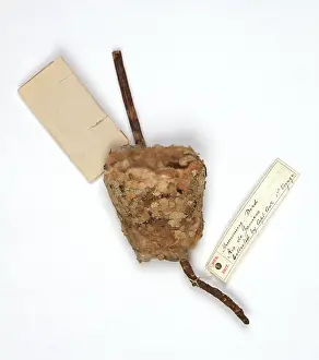 Trochilidae: Humming bird nest