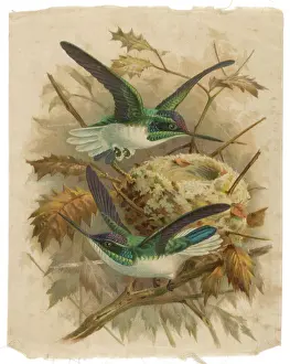 Mates: Humming Bird Silk Print