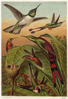Trochilidae: HUMMING BIRDS - 1