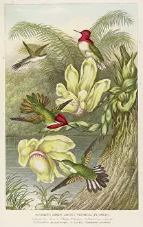 Trochilidae: HUMMING BIRDS - 2