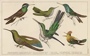 Trochilidae: HUMMING BIRDS - 3