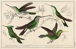 Trochilidae: HUMMING BIRDS - 4