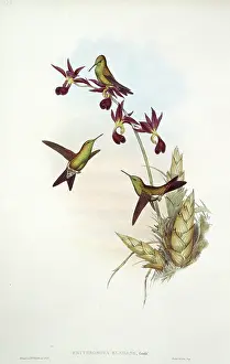 Trochilidae: Hummingbird