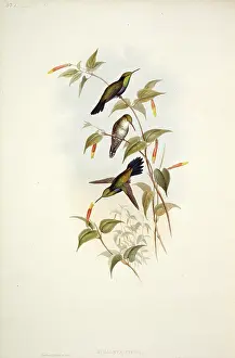 Locomotion: Hummingbird