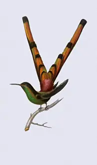 Swifts: Hummingbird