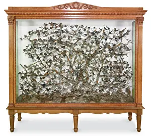 Trochilidae: Hummingbird case