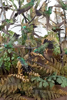 Trochilidae: Hummingbird display case