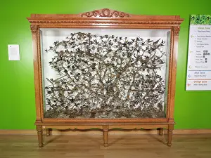 Hummingbird display case in The Natural History Museum